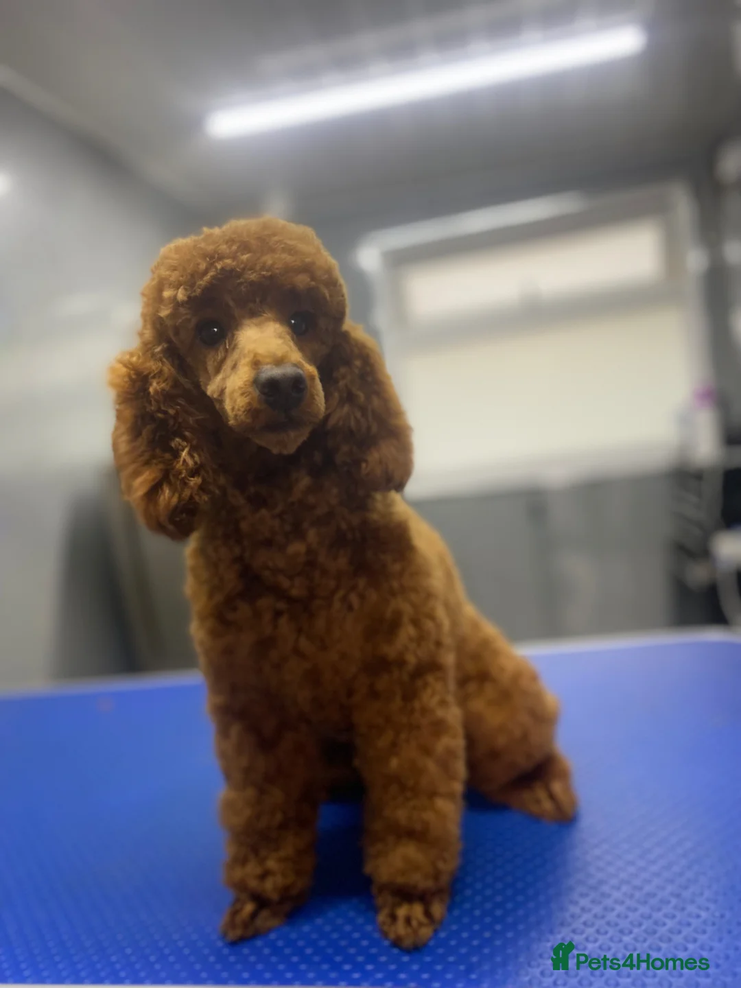 Cockapoo dogs for sale: 5⭐️ Licensed breeder. F1 cockapoo PRA Clear - Advert 2