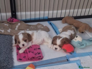 Cavalier King Charles Spaniel dogs *2 Blenheim boys left* - Advert 8