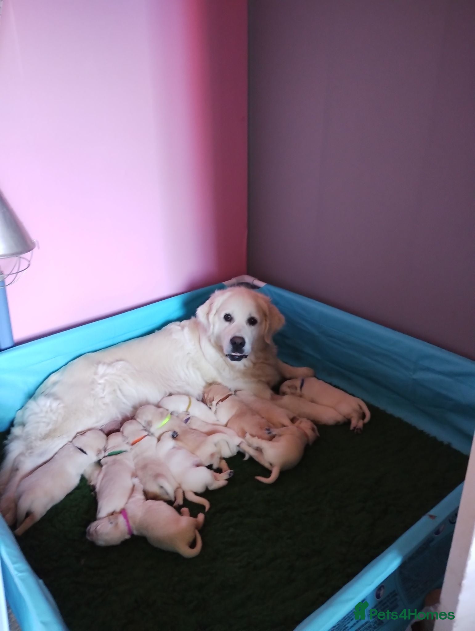 Golden Retriever dogs UKKC Golden Retriever puppies  - Advert 11