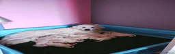 Golden Retriever dogs for sale: UKKC Golden Retriever puppies  - Advert 1