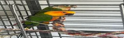 Conures birds for sale: Jenday and green cheek conures with cage  in Cannock - Advert 2