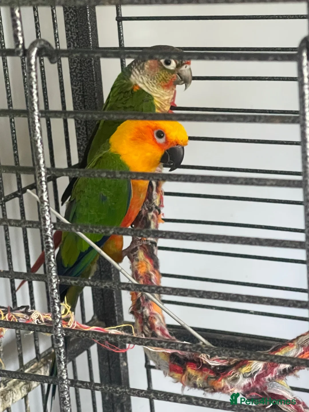 Conures birds for sale: Jenday and green cheek conures with cage  in Cannock - Advert 2