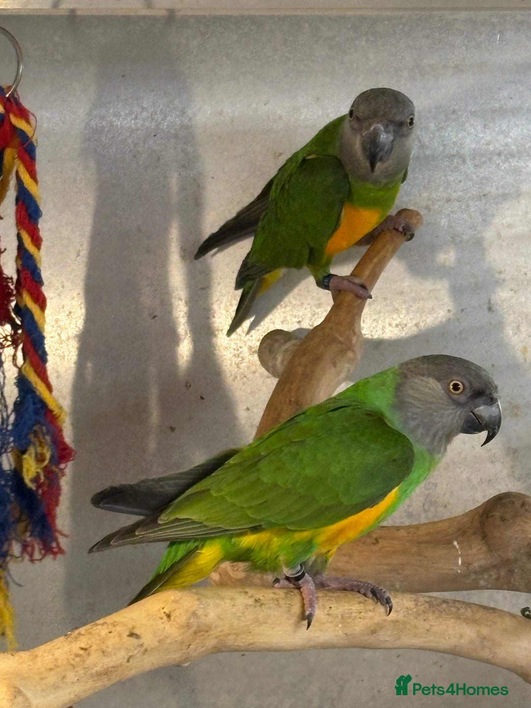 Parrots birds for sale: Senegal Parrots  - Advert 5