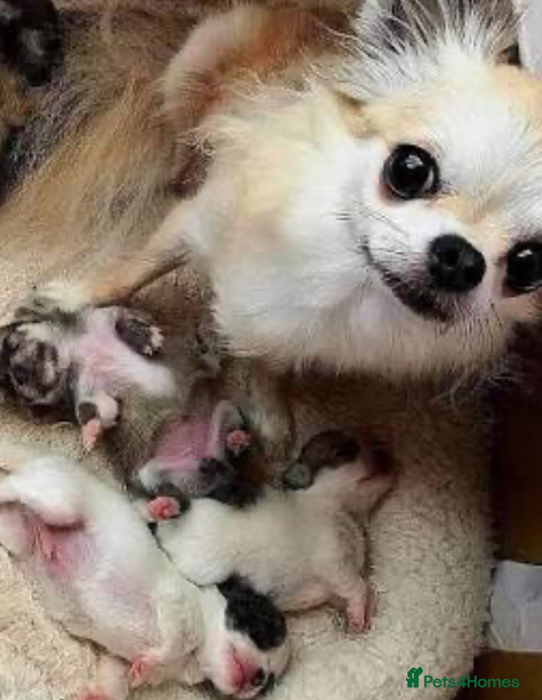 Chihuahua dogs for sale: Chihuahua  - Image 4