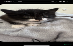 British Longhair cats for sale: Kitten for sale  - Image 2