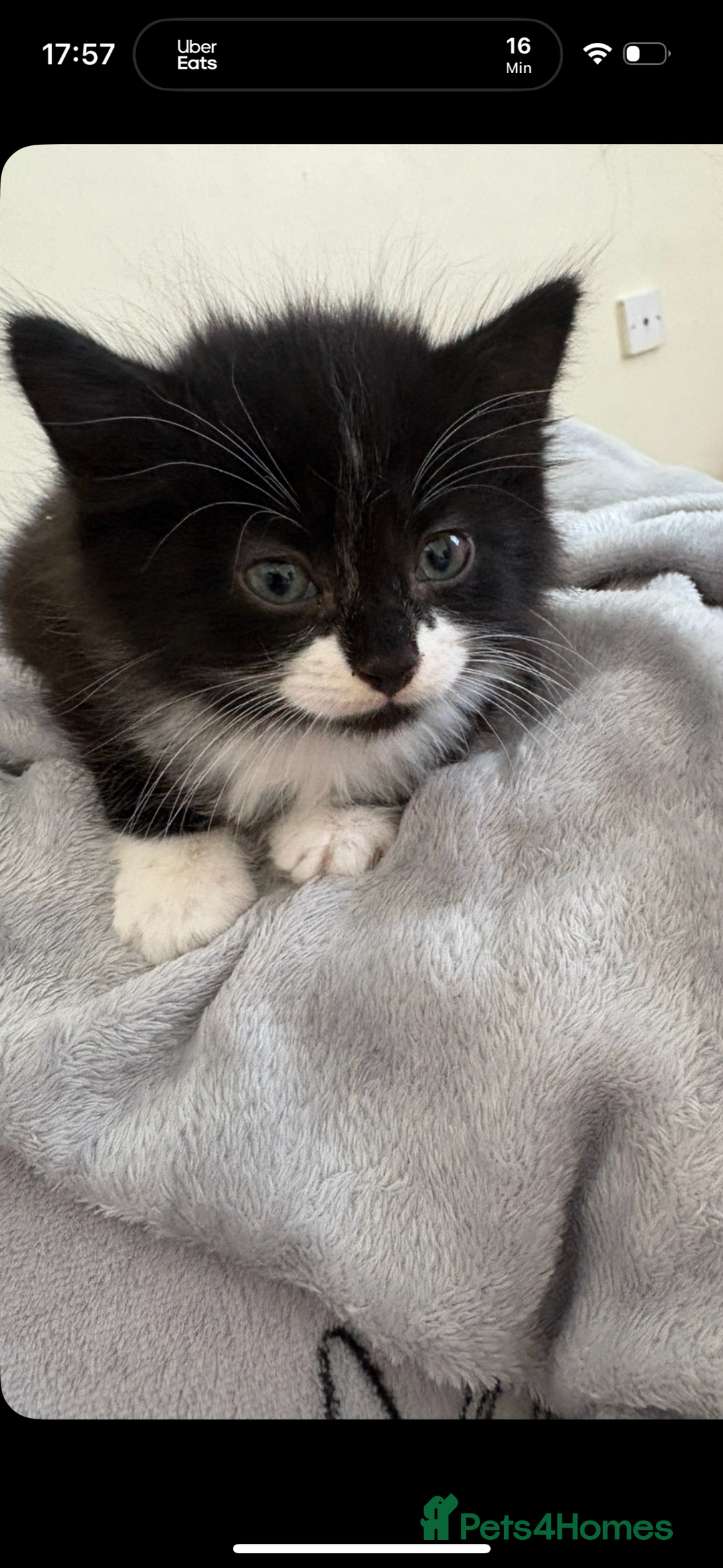 British Longhair cats for sale: Kitten for sale  - Image 2