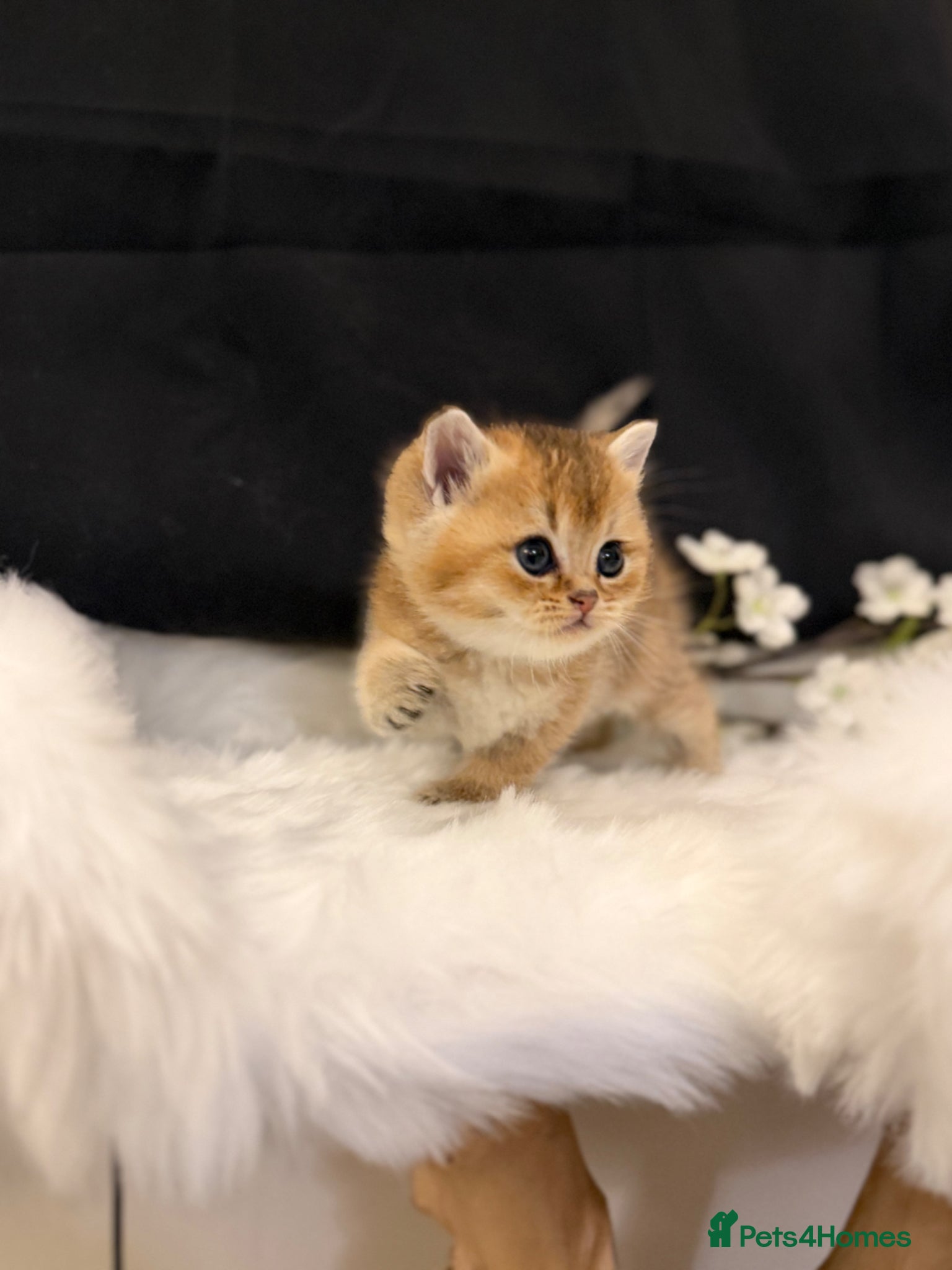 British Shorthair cats Full Pedigree, Registered BSH from fantastic lines - Advert 2