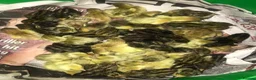 Quail poultry for sale: CHINESE PAINTED BUTTON QUAIL CHICKS ! - Advert 7