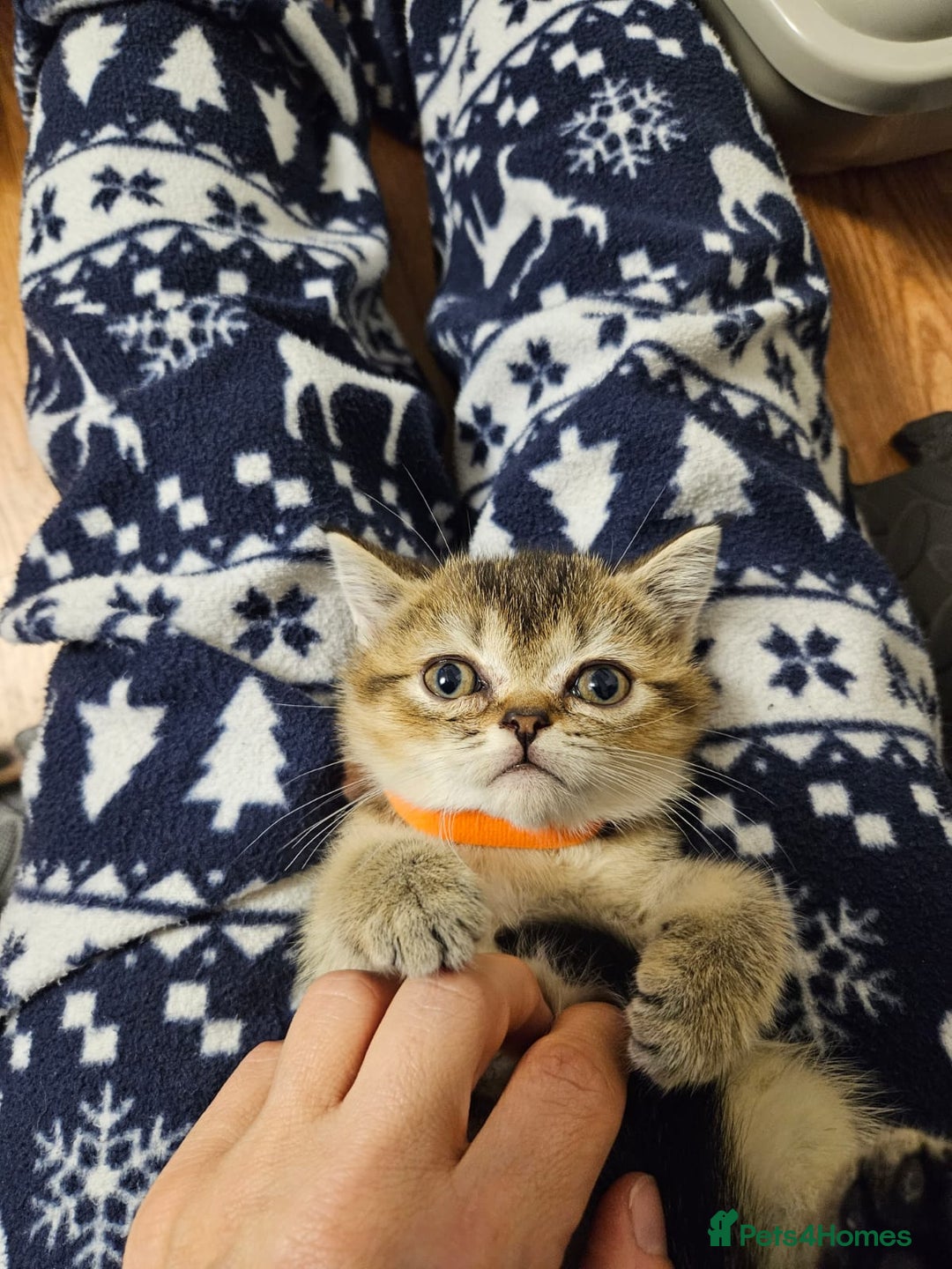 British Shorthair cats for sale: British Shorthair Kittens Full Pedigree Parents  - Advert 35