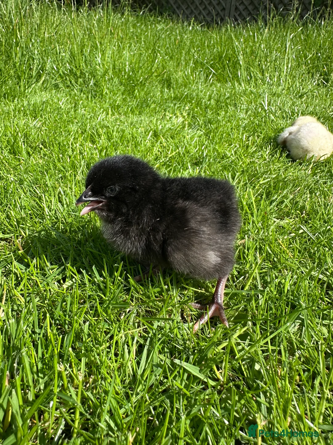 Chickens poultry for sale: Day old female hybrid chicks  - Advert 2