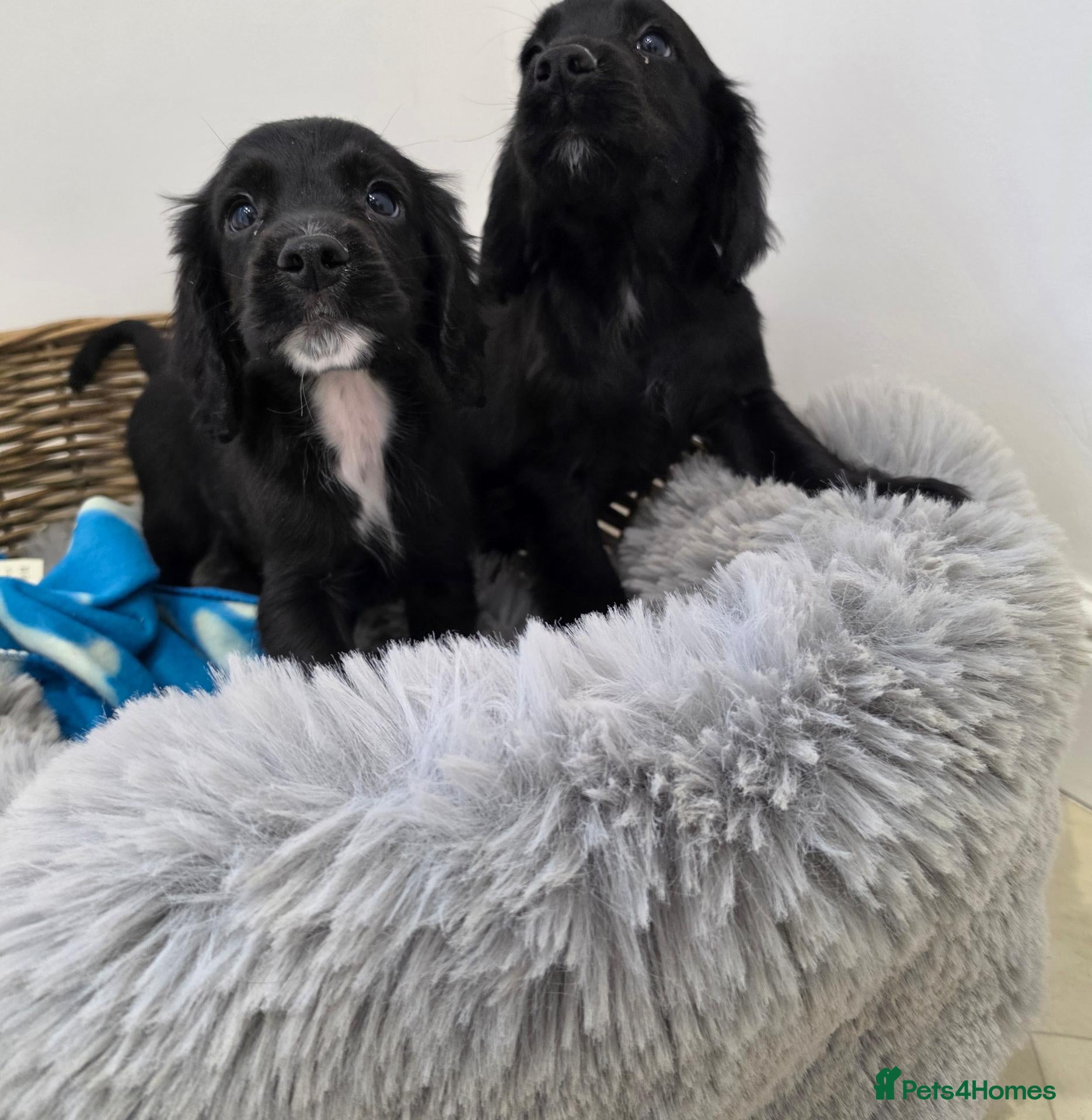 Cocker Spaniel dogs Working Type Cocker Spaniels - Advert 1