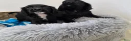 Cocker Spaniel dogs for sale: Working Type Cocker Spaniels - Advert 1