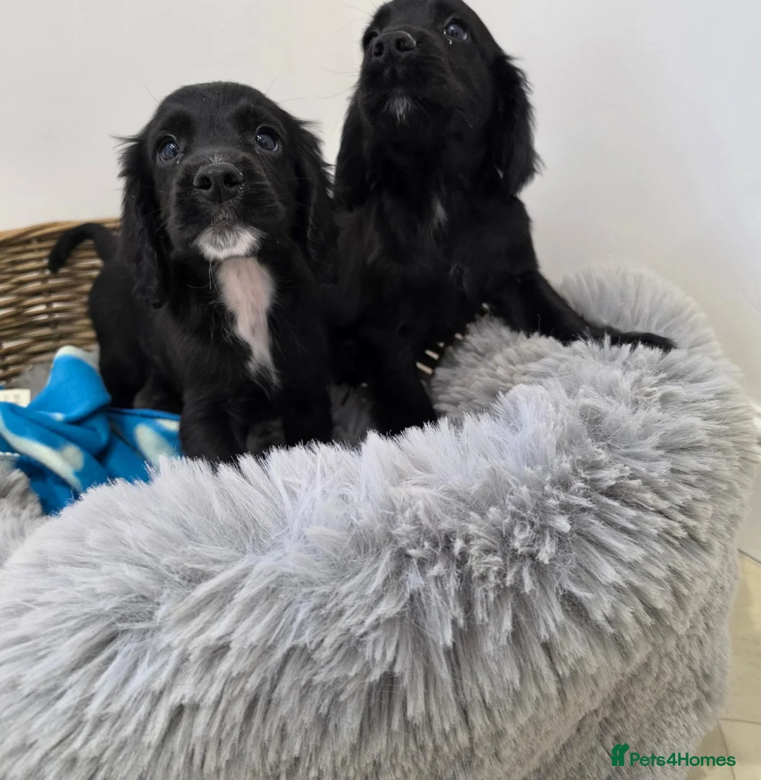 Cocker Spaniel dogs for sale: Working Type Cocker Spaniels - Advert 1