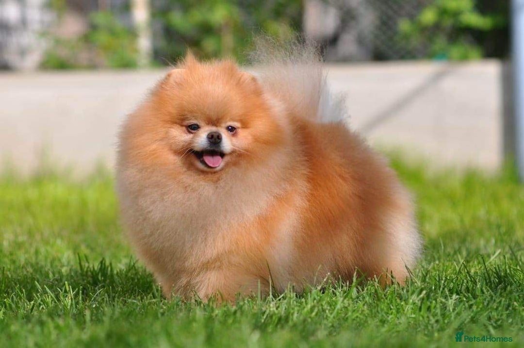 Pomeranian dogs for sale: Micro size  poms - Image 8