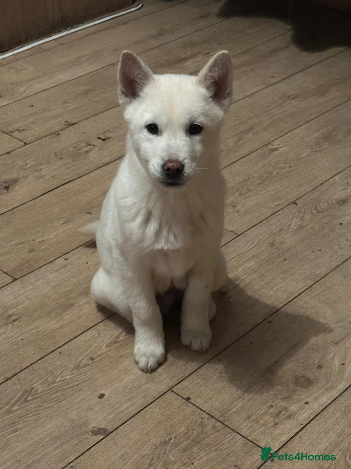 Mixed Breed dogs adorable male Chowski pup for sale - Advert 3