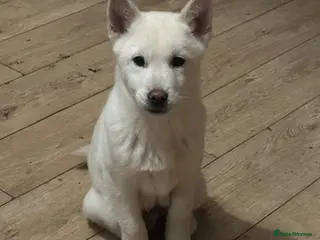 Mixed Breed dogs adorable male Chowski pup for sale - Advert 3