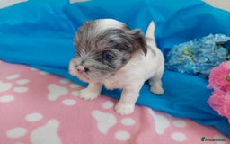 Yorkshire Terrier dogs for sale: Rare Colourful Pedigree Yorkies Certified Breeder - Image 39