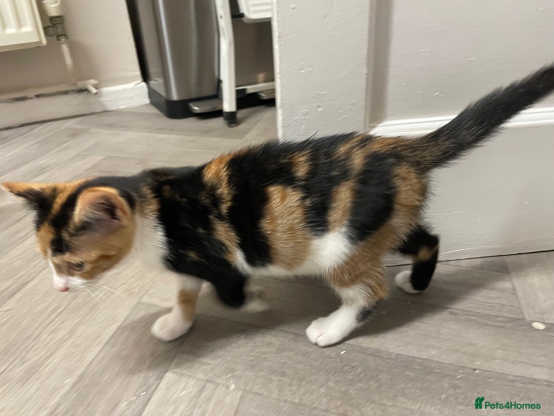 Mixed Breed cats for sale: Little Calico kitten! Pls read ad.. - Image 3