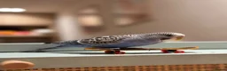 Budgerigars birds for sale: Blue & Coco – Beautiful Budgie Boys in London - Advert 14