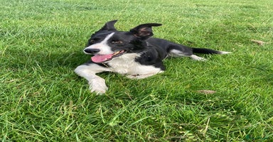 Border Collie dogs - Advert 3