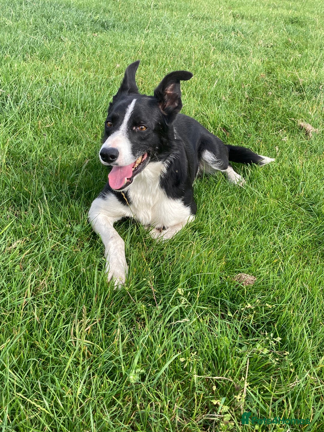 Border Collie dogs for sale: Beautiful Collie Puppies For sale - Image 16