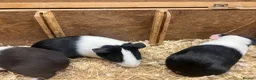 Guinea Pig rodents for sale: Young Male / boar guinea pigs  - Advert 4
