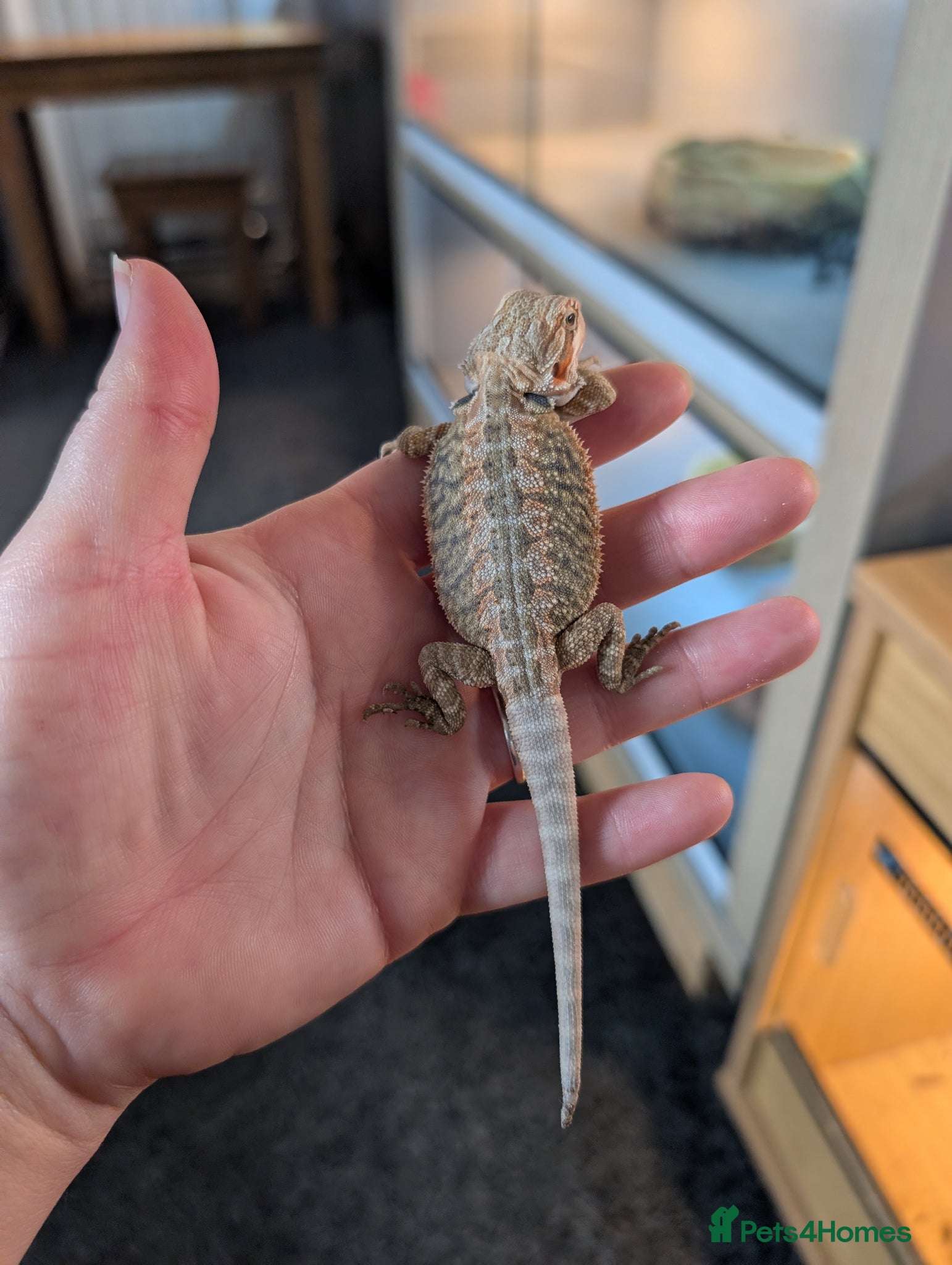 Bearded Dragon reptiles Baby bearded dragons  - Advert 1