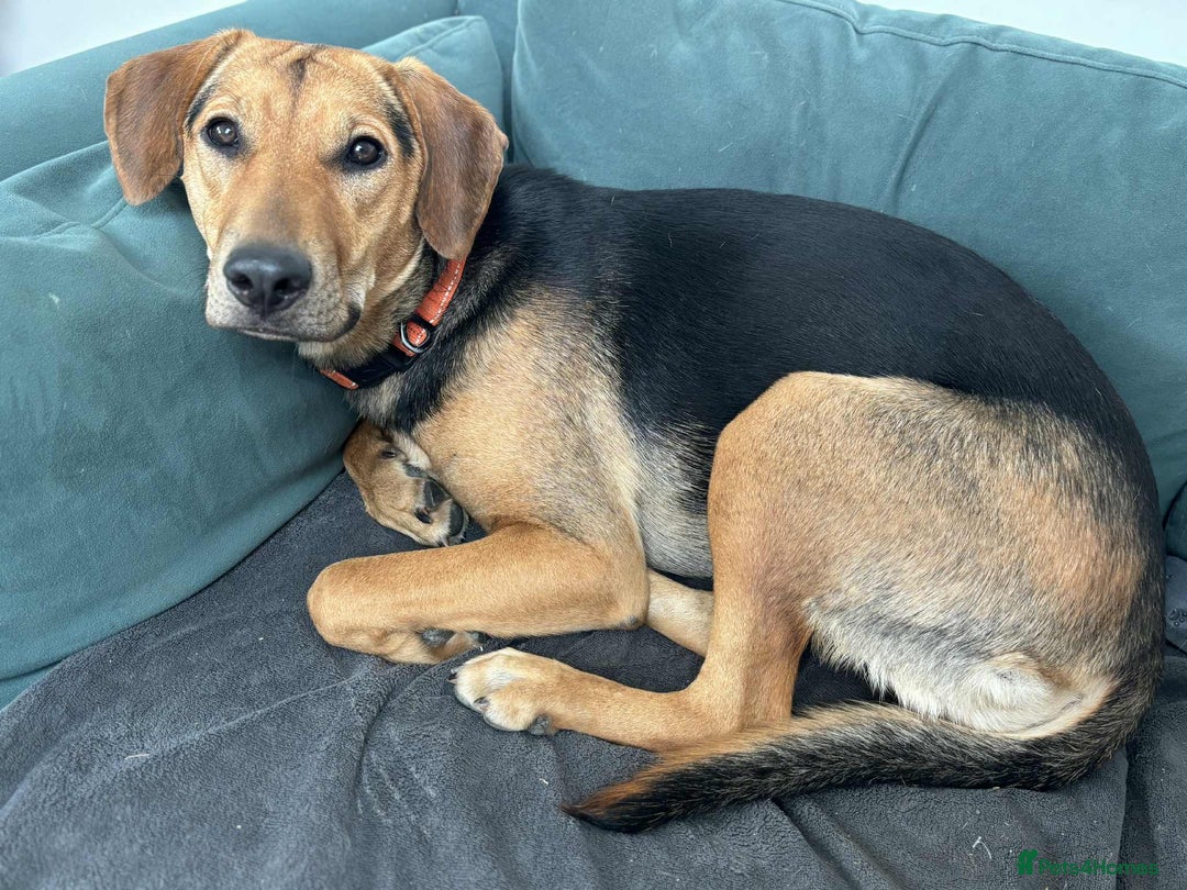 Mixed Breed dogs for adoption: LUNA - 9 months old, Adorable Girl Hound Mix Pup - Image 8