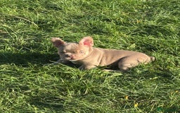 French Bulldog dogs for sale: 11 weeks old Isabella & tan carries fluffy RFG  - Image 23
