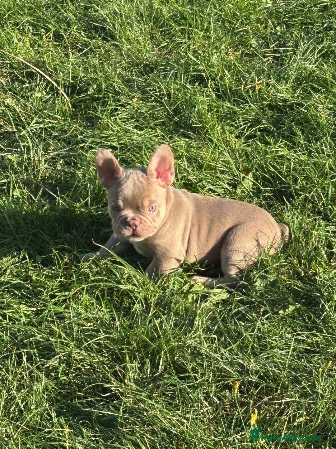 French Bulldog dogs for sale: 11 weeks old Isabella & tan carries fluffy RFG  - Image 23