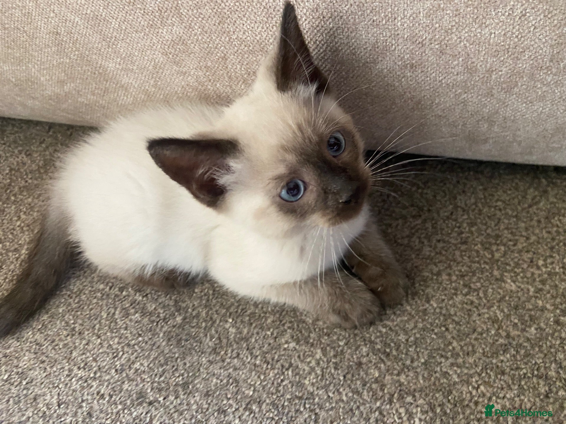 Mixed Breed cats Beautiful ragdoll cross kittens - Advert 1