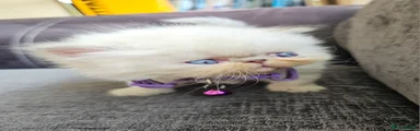 Persian 10