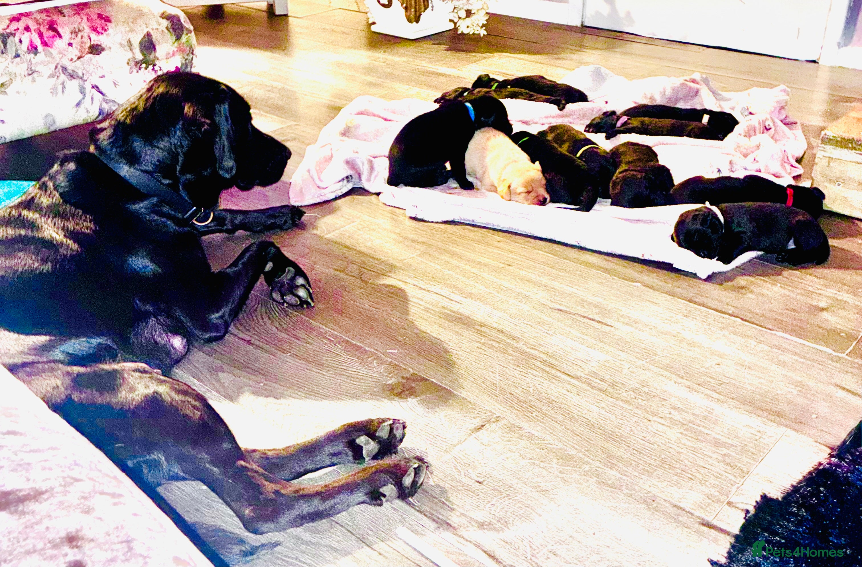 Labrador Retriever dogs 🖤STUNNING KC REGISTERED PEDIGREE LABRADOR PUPPIES - Advert 8