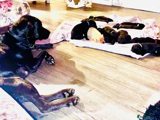 Labrador Retriever dogs 🖤STUNNING KC REGISTERED PEDIGREE LABRADOR PUPPIES - Advert 17