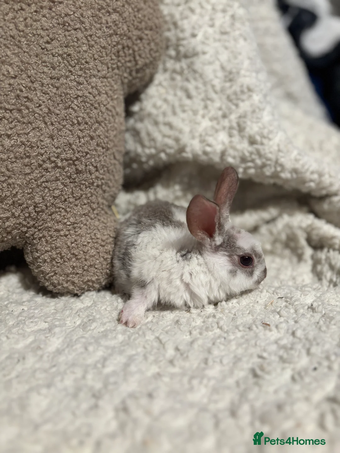 Rex rabbits for sale: Mini Rex x mini plush lop babies  - Advert 6