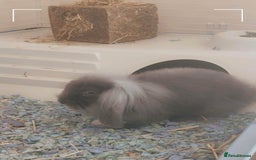 Mini Lion Lop rabbits for sale: Male Lionhead/Lop - Image 1