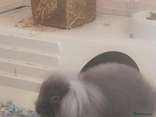 Mini Lion Lop rabbits - Advert 1