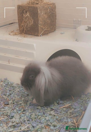 Mini Lion Lop rabbits - Advert 2