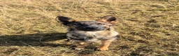 German Shepherd dogs for sale: Working-Line German Shepherd Bitch – 24 Weeks in Blackwood - Advert 2