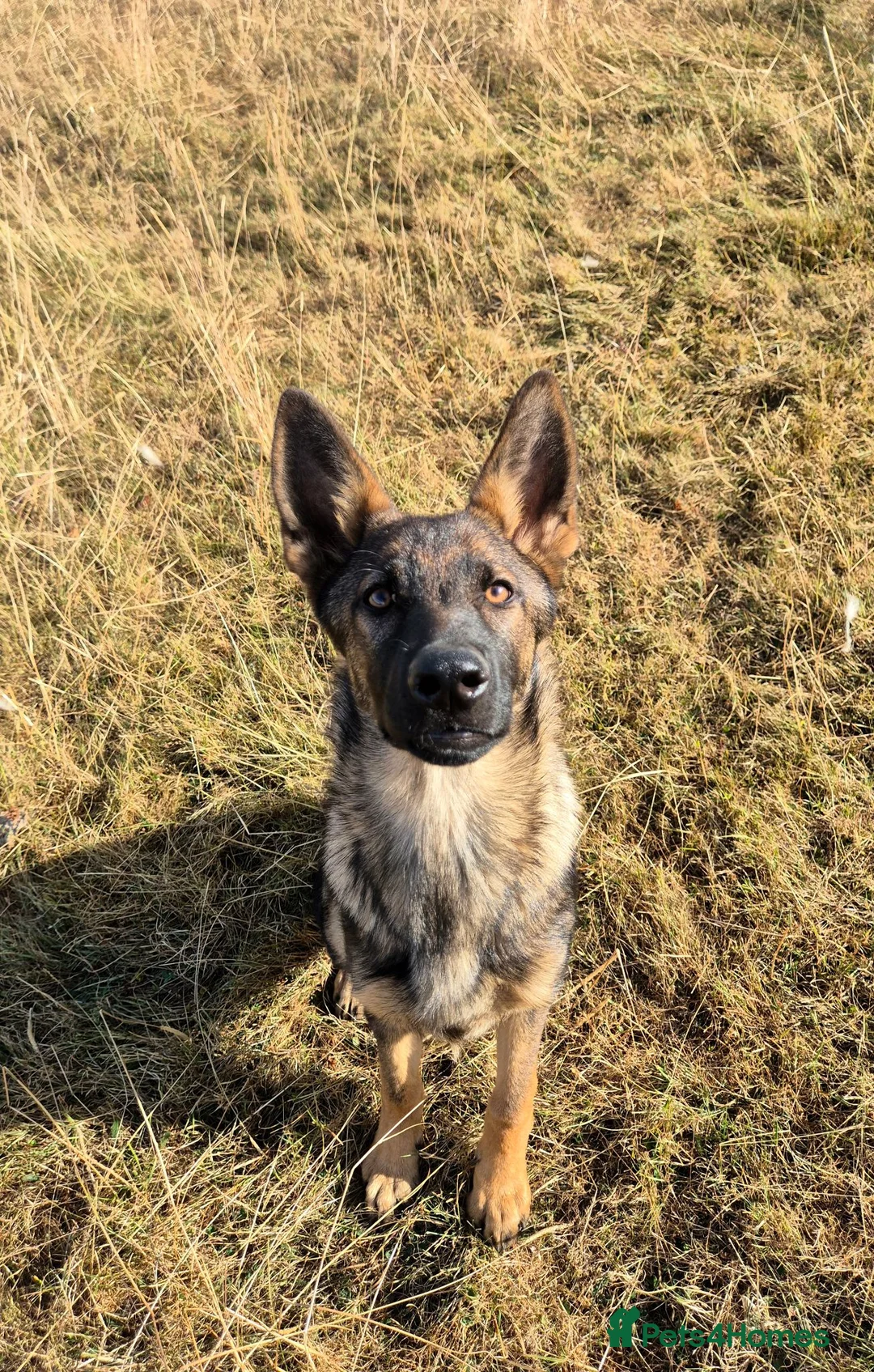German Shepherd dogs for sale: Working-Line German Shepherd Bitch – 24 Weeks in Blackwood - Advert 2