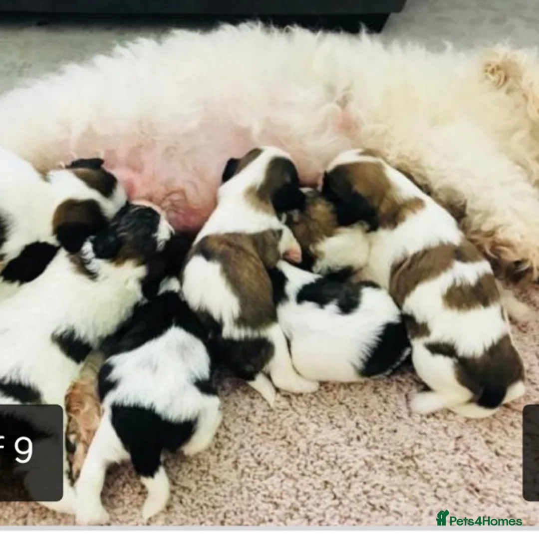 Shih Tzu dogs for stud: KC HARROPINE LUSTY DUSTY FOR STUD ONLY in Bridgend - Advert 11