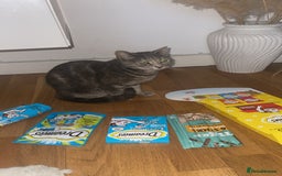 Mixed Breed cats for sale: In need of a loving new home  - Image 4