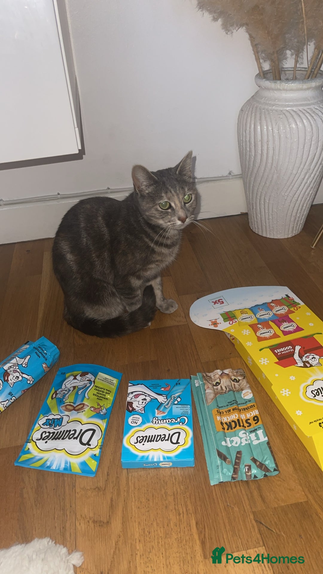 Mixed Breed cats for sale: In need of a loving new home  - Image 4