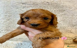 Cavapoo dogs for sale: F1 CAVAPOO BABIES 5🌟LICENSED BREEDER  - Image 5