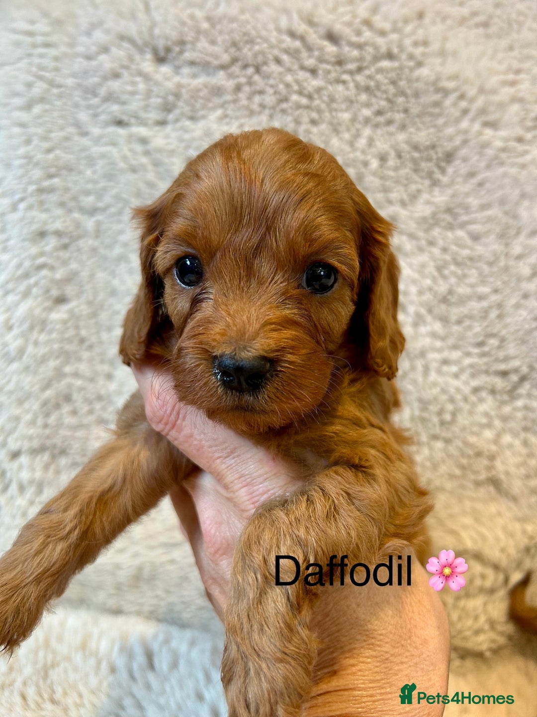Cavapoo dogs for sale: F1 CAVAPOO BABIES 5🌟LICENSED BREEDER  - Image 5