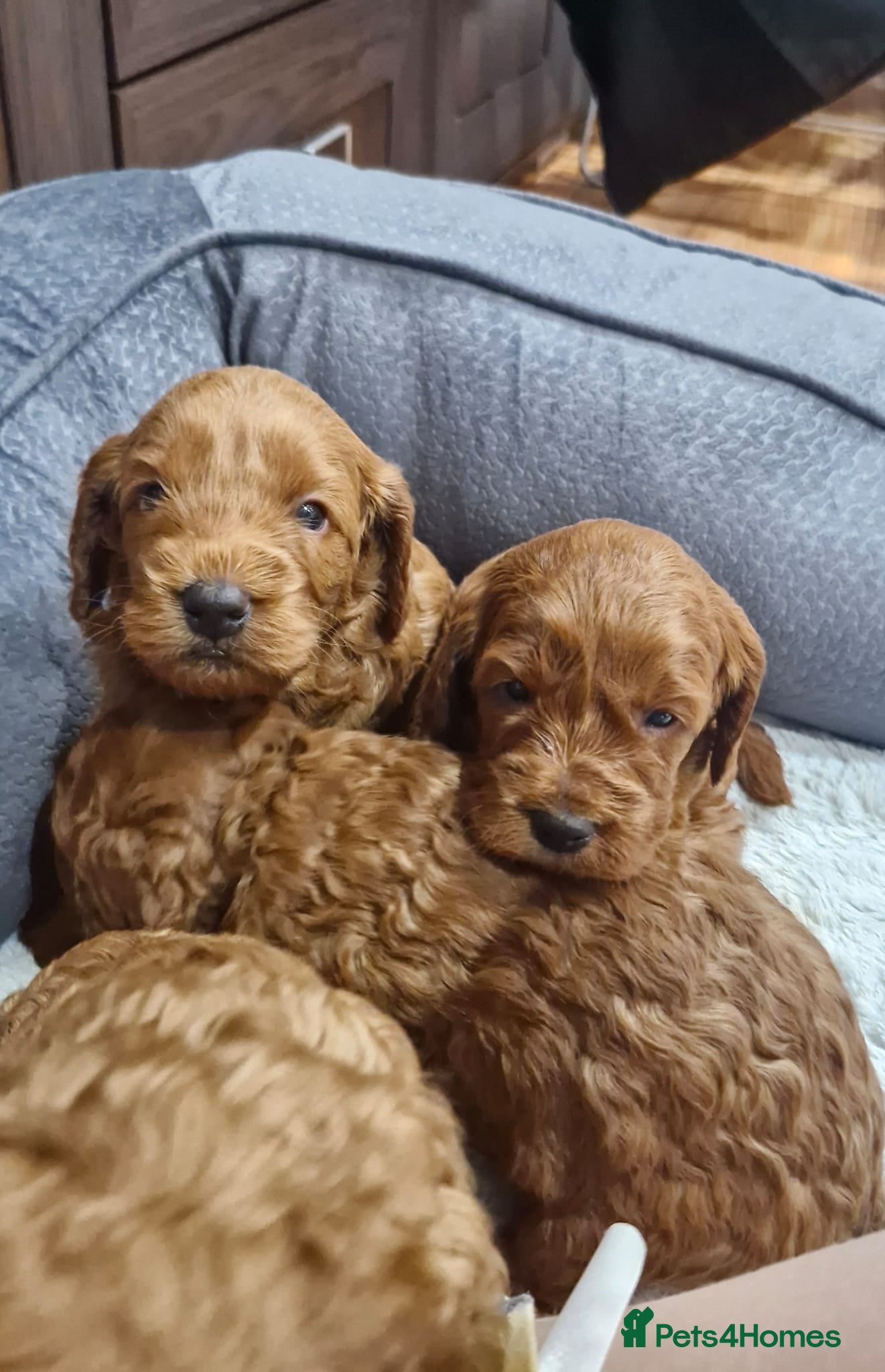 Cockapoo dogs Cockapoo f1b 5 boys [4 available] - Advert 15