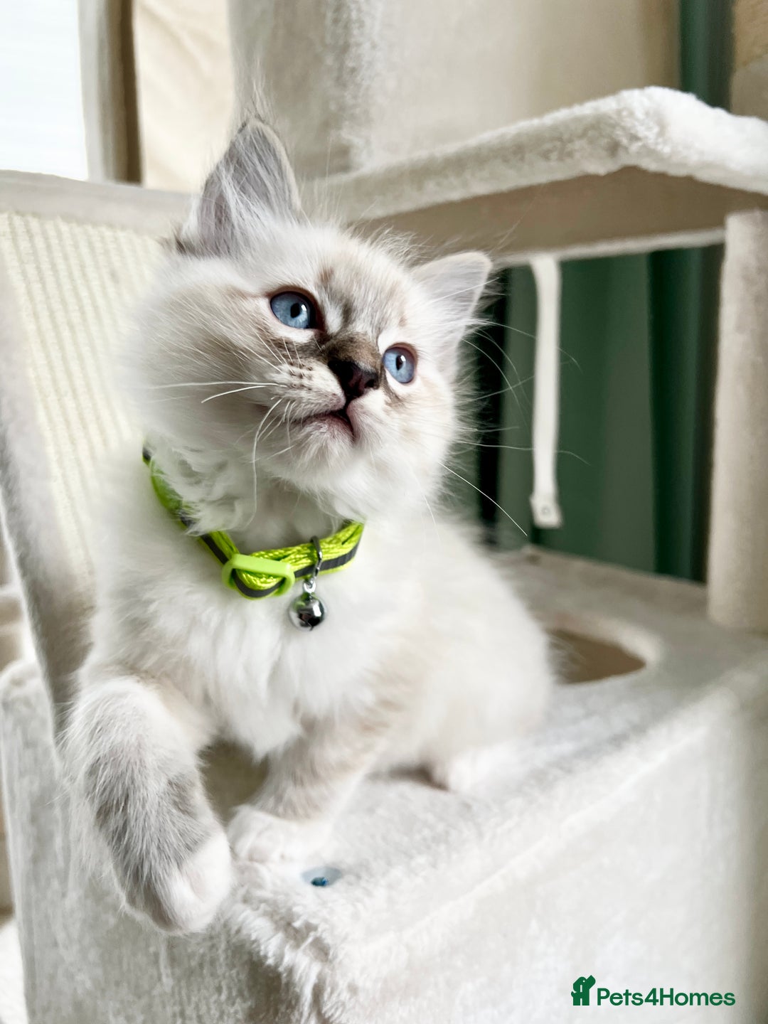 Ragdoll cats for sale: Beautiful Ragdolls 3 🩵 Boys 2 Girls 🩷 - Image 7
