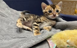 Bengal cats for sale: Amazing brown rosetted Bengal girl kittens - Image 16