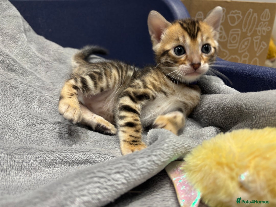 Bengal cats for sale: Amazing brown rosetted Bengal girl kittens - Image 16