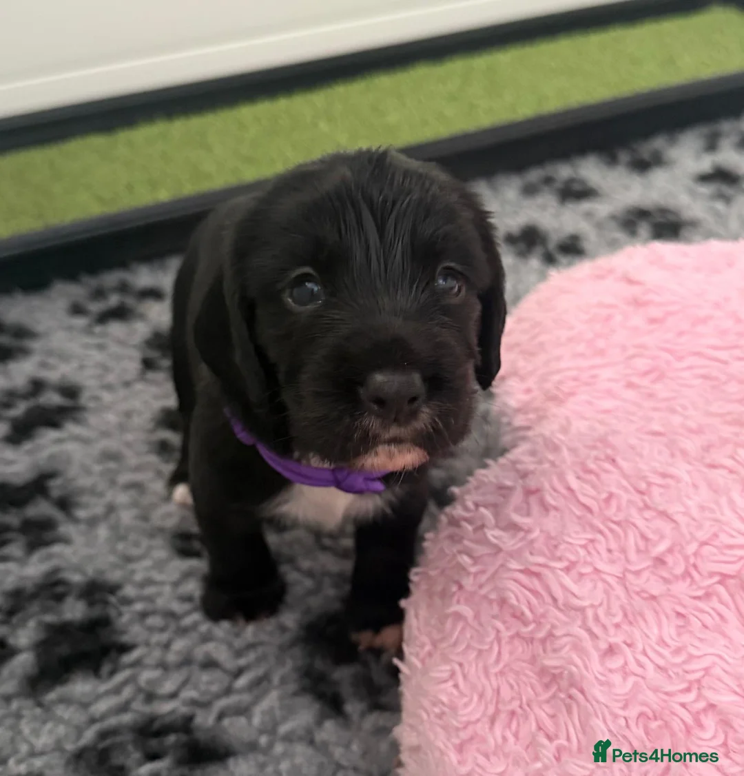 Cocker Spaniel dogs for sale: By Beautiful KC Registered Working Cocker Spaniels - Advert 8